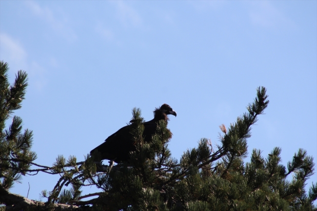Bolu'da yeni kara akbaba kolonisi tespit edildi